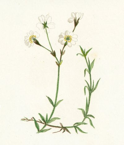 Field Chickweed, Cerastium Arvense by English School